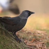 Kawka - Corvus monedula - Eurasian Jackdaw