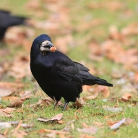 Gawron - Corvus frugilegus - Rook