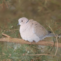 Sierpówka - Streptopelia decaocto - Eurasian Collared Dove