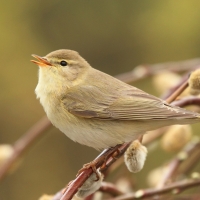 Pierwiosnek - Phylloscopus collybita - Common Chiffchaff