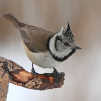 Czubatka - Lophophanes cristatus - Crested Tit