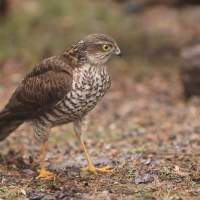 Krogulec - Accipiter nisus - Eurasian Sparrowhawk