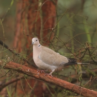 Sierpówka - Streptopelia decaocto - Eurasian Collared-dove