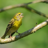 Kulczyk zwyczajny - Serinus serinus - European Serin