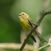 Kulczyk zwyczajny - Serinus serinus - European Serin