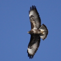 Myszołów - Buteo buteo - Common Buzzard