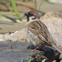 Mazurek - Passer montanus - Eurasian Tree Sparrow