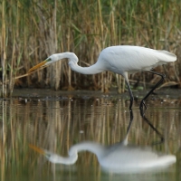 Czapla biała - Ardea alba - Western Great Egret