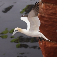 Głuptak - Morus bassanus - Northern Gannet