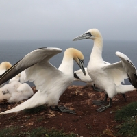 Głuptak - Morus bassanus - Northern Gannet