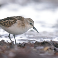 Biegus malutki - Calidris minuta - Little Stint