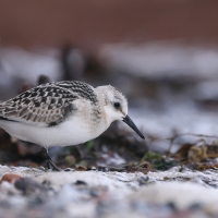 Piaskowiec - Calidris alba - Sanderling