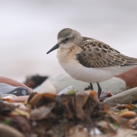 Biegus malutki - Calidris minuta - Little Stint