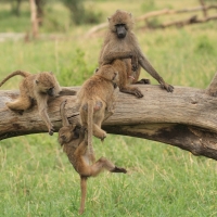 Pawian masajski - Papio cynocephalus - Yellow baboon