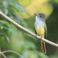 Muchołap pręgoskrzydły - Myiarchus stolidus - Stolid Flycatcher