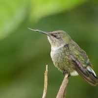 Koliberek miodowy - Mellisuga minima - Vervain Hummingbird