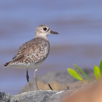 Siewnica - Pluvialis squatarola - Grey Plover