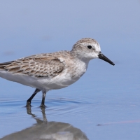 Biegus tundrowy - Calidris pusilla - Semipalmated Sandpiper