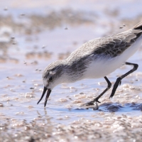 Biegus tundrowy - Calidris pusilla - Semipalmated Sandpiper