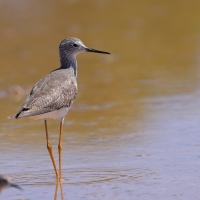 Brodziec żółtonogi - Tringa flavipes - Lesser Yellowlegs