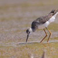 Brodziec żółtonogi - Tringa flavipes - Lesser Yellowlegs
