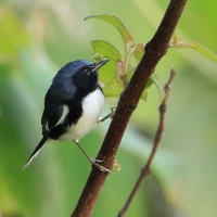 Lasówka granatowa - Setophaga caerulescens - Black-throated Blue Warbler