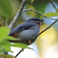 Klarnetnik rdzawogardły - Myadestes genibarbis - Myadestes genibarbis