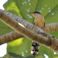 Kukawik namorzynowy - Coccyzus minor - Mangrove Cuckoo