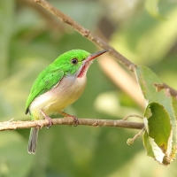 Płaskodziobek duży - Todus subulatus - Broad-billed Tody