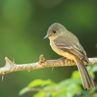 Piwik hispaniolski - Contopus hispaniolensis - Hispaniolan Pewee