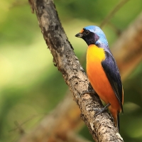 Organka śpiewna - Euphonia musica - Antillean Euphonia