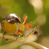 Cukrzyk bananowy- Coereba flaveola - Bananaquit