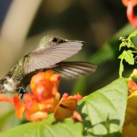Koliberek miodowy - Mellisuga minima - Vervain Hummingbird