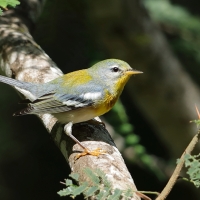 Lasówka obrożna - Setophaga americana - Northern Parula