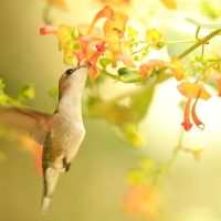 Koliberek miodowy - Mellisuga minima - Vervain Hummingbird