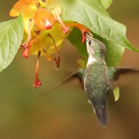 Koliberek miodowy - Mellisuga minima - Vervain Hummingbird