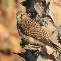 Pustułka zwyczajna - Falco tinnunculus - Common Kestrel