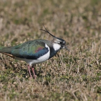 Czajka - Vanellus vanellus - Northern Lapwing