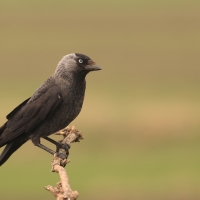 Kawka - Corvus monedula - Eurasian Jackdaw