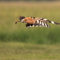 Dudek - Upupa epops - Common Hoopoe