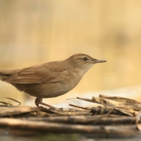 Brzęczka - Locustella luscinioides - Savi's Warbler