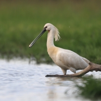 Warzęcha - Platalea leucorodia - Eurasian Spoonbill