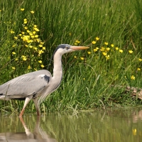 Czapla siwa - Ardea cinerea -Grey Heron