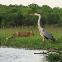 Czapla siwa - Ardea cinerea -Grey Heron