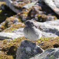 Śnieguła - Snow Bunting