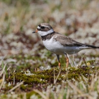 Sieweczka obrożna - Charadrius hiaticula - Common Ringed Plover