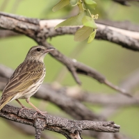 Swiergotek kreskowany - Anthus lineiventris - Striped Pipit