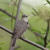 Muchołówka popielata - Muscicapa caerulescens - Ashy Flycatcher