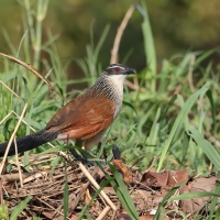 Kukal białobrewy - Centropus superciliosus - White-browed Coucal
