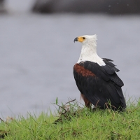 Rybożer afrykański- African Fish Eagle